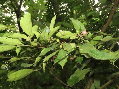 Glycosmis parviflora, photographed by chiuluan