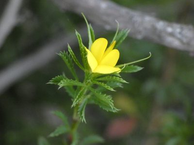 Ononis minutissima, photographed by Yves Bas