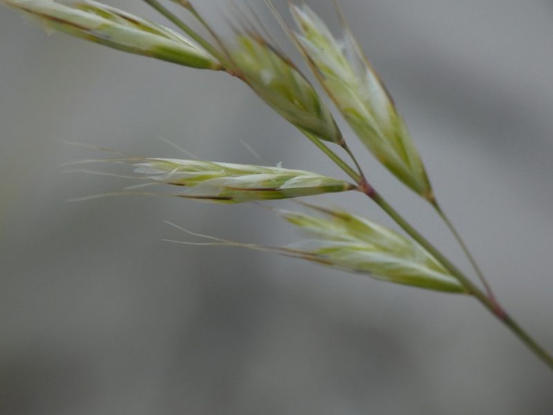 Helictochloa bromoides, photographed by Yves Bas