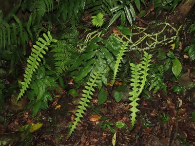 Goniophlebium formosanum, photographed by chiuluan