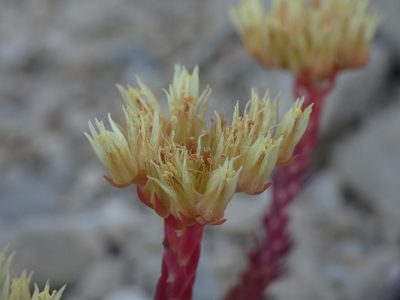 Petrosedum ochroleucum, photographed by Yves Bas