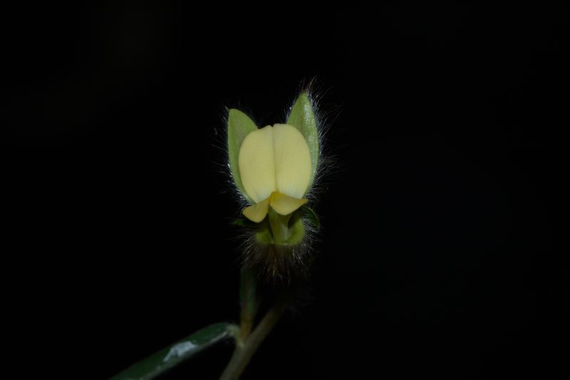Crotalaria calycina, photographed by S.MORE