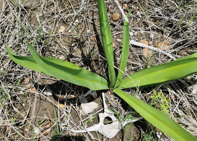 Hymenocallis durangoensis, photographed by M. Socorro González Elizondo