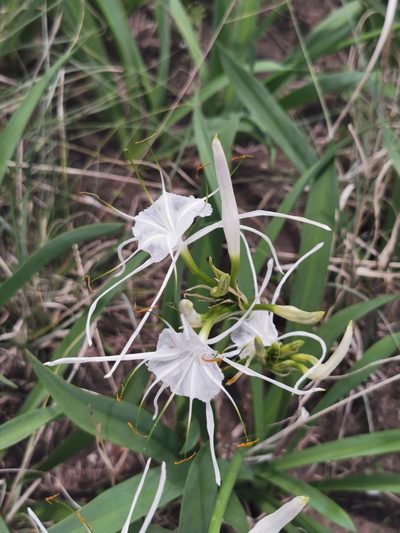 Hymenocallis durangoensis, photographed by M. Socorro González Elizondo