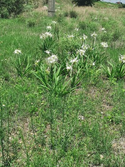 Hymenocallis durangoensis, photographed by M. Socorro González Elizondo