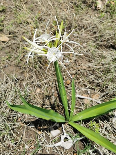 Hymenocallis durangoensis, photographed by M. Socorro González Elizondo