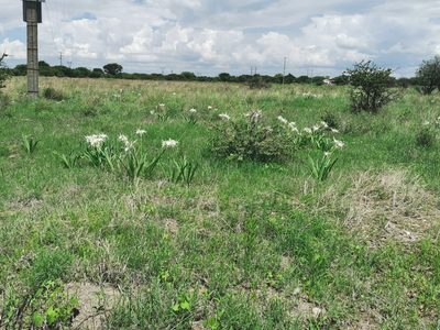 Hymenocallis durangoensis, photographed by M. Socorro González Elizondo