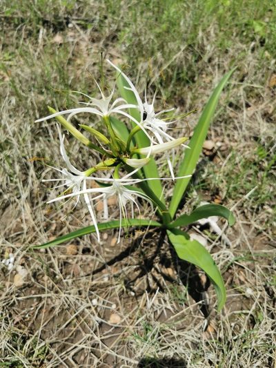 Hymenocallis durangoensis, photographed by M. Socorro González Elizondo