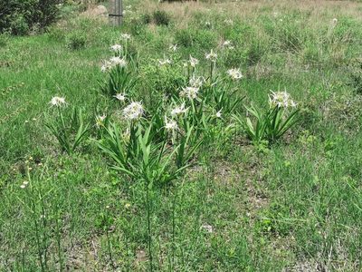 Hymenocallis durangoensis, photographed by M. Socorro González Elizondo