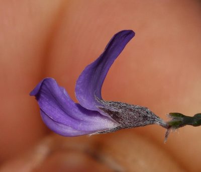 Amphithalea biovulata, photographed by Brian du Preez
