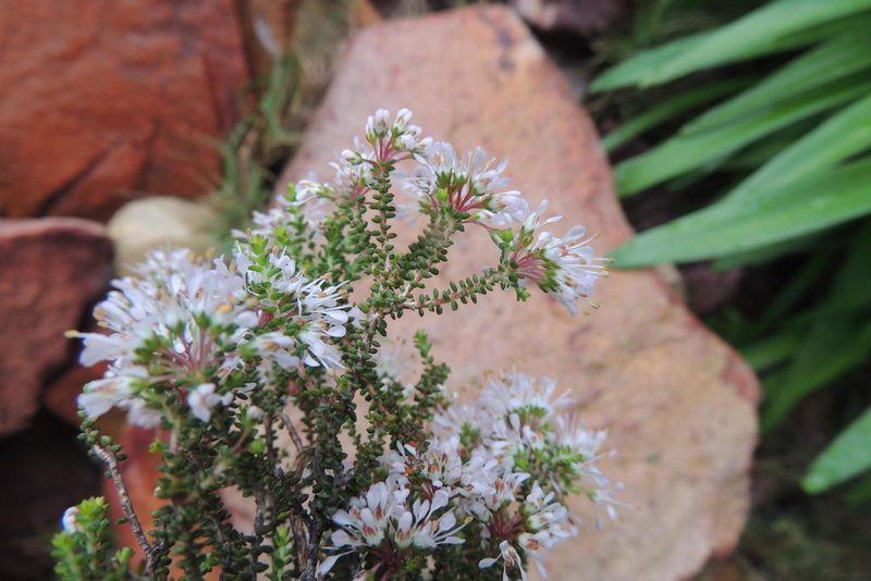 Agathosma crassifolia, photographed by jillblignaut