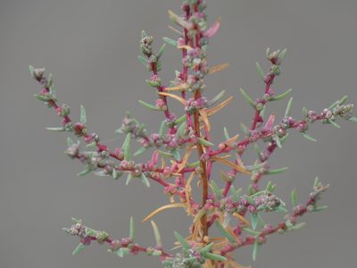 Suaeda maritima, photographed by agujaceratops