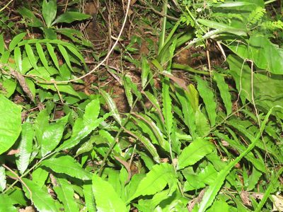 Bolbitis heteroclita, photographed by chiuluan