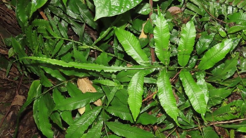 Bolbitis heteroclita, photographed by chiuluan