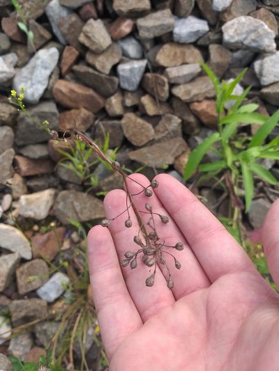 Camelina sativa, photographed by Dmitriy Bochkov