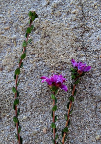 Agathosma zwartbergensis, photographed by Di Turner