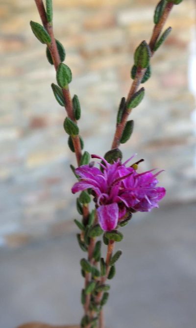 Agathosma zwartbergensis, photographed by Di Turner