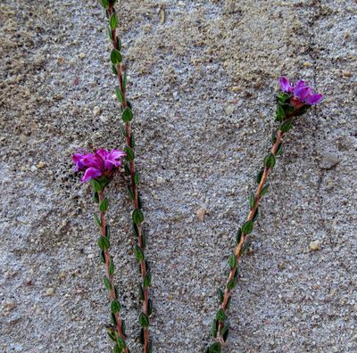 Agathosma zwartbergensis, photographed by Di Turner