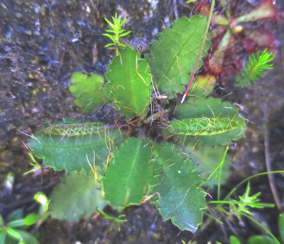 Alepidea delicatula, photographed by Di Turner