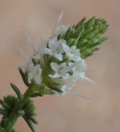 Selago ferruginea, photographed by Nicola van Berkel