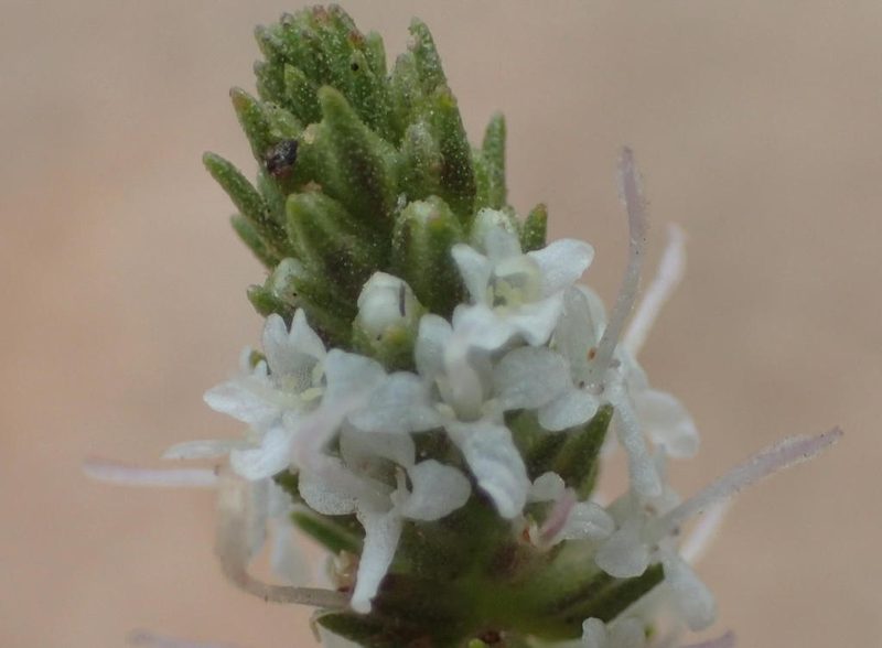 Selago ferruginea, photographed by Nicola van Berkel