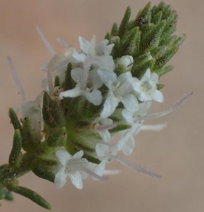 Selago ferruginea, photographed by Nicola van Berkel