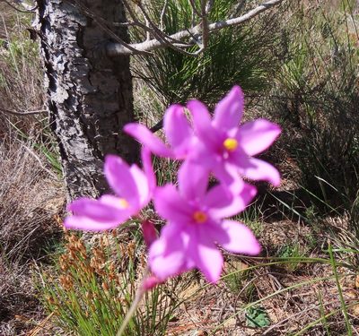 Ixia bifolia, photographed by linkie