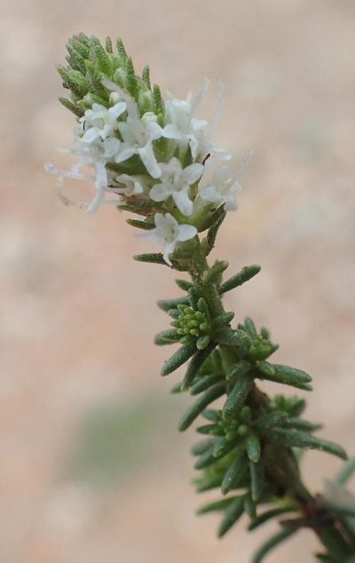 Selago ferruginea, photographed by Nicola van Berkel