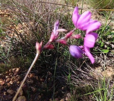 Ixia bifolia, photographed by linkie