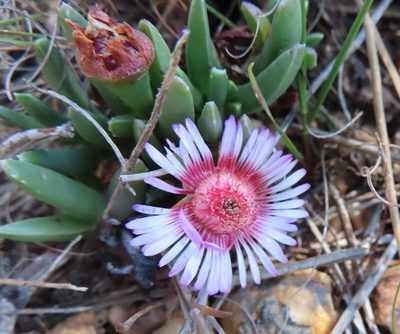 Acrodon parvifolius, photographed by linkie