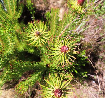 Leucadendron teretifolium, photographed by linkie