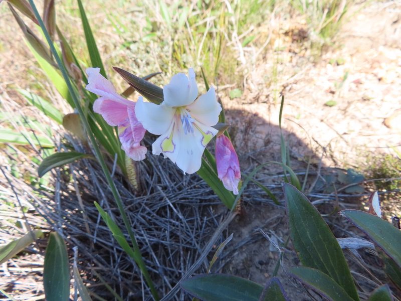 Gladiolus rudis, photographed by linkie