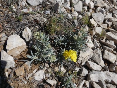 Helianthemum syriacum, photographed by Yves Bas