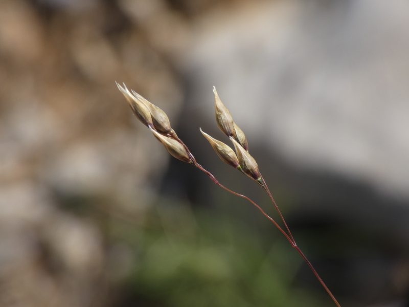 Piptatherum coerulescens, photographed by Yves Bas
