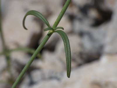 Misopates orontium, photographed by Yves Bas