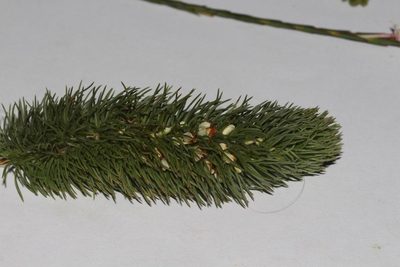 Aspalathus incurvifolia, photographed by Brian du Preez