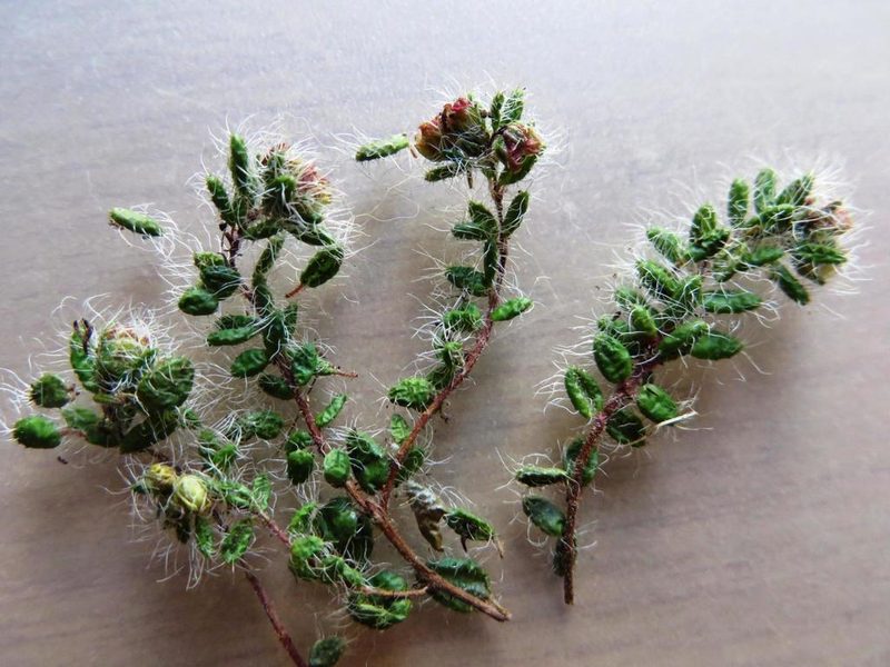 Erica physophylla, photographed by linkie