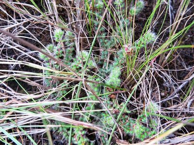 Erica physophylla, photographed by linkie