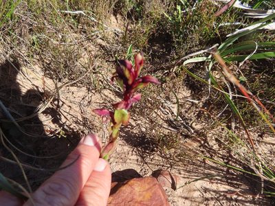 Satyrium lupulinum, photographed by linkie