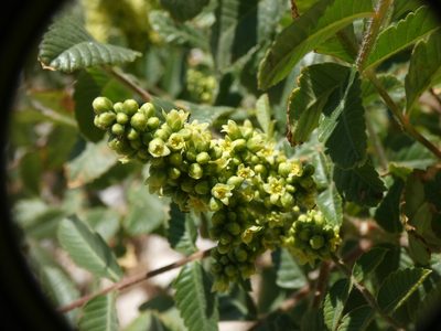 Rhus coriaria, photographed by Yves Bas