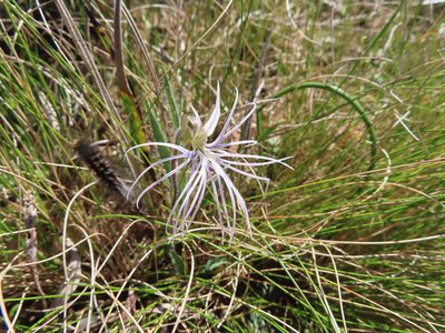 Holothrix burmanniana, photographed by linkie