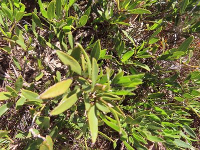 Psoralea lancifolia, photographed by linkie
