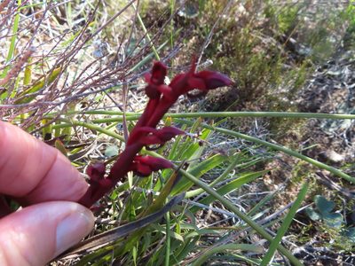 Disa atrorubens, photographed by linkie