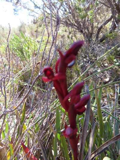 Disa atrorubens, photographed by linkie