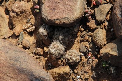 Anacampseros albidiflora, photographed by Tony Rebelo
