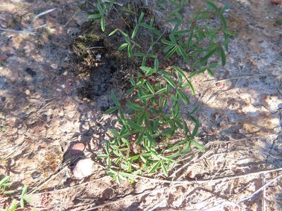 Oxalis duriuscula, photographed by linkie