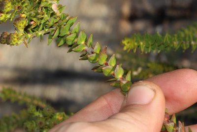 Berzelia cordifolia, photographed by Brian du Preez
