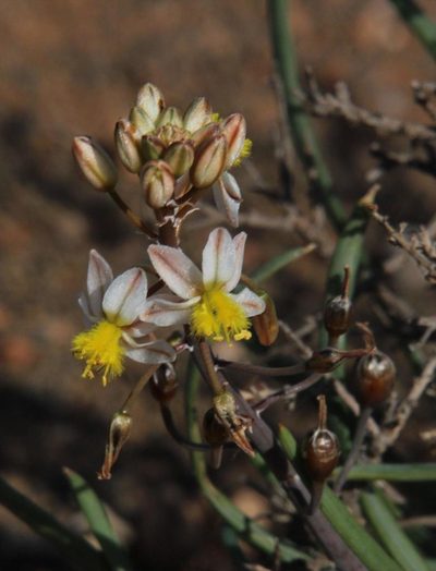 Bulbine triebneri, photographed by Tony Rebelo