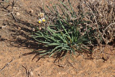 Bulbine triebneri, photographed by Tony Rebelo