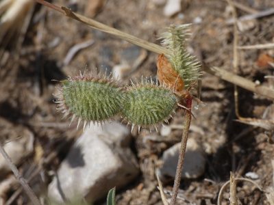 Sulla spinosissima, photographed by Yves Bas